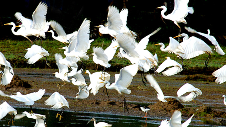 Thattekad bird sanctuary,kerala