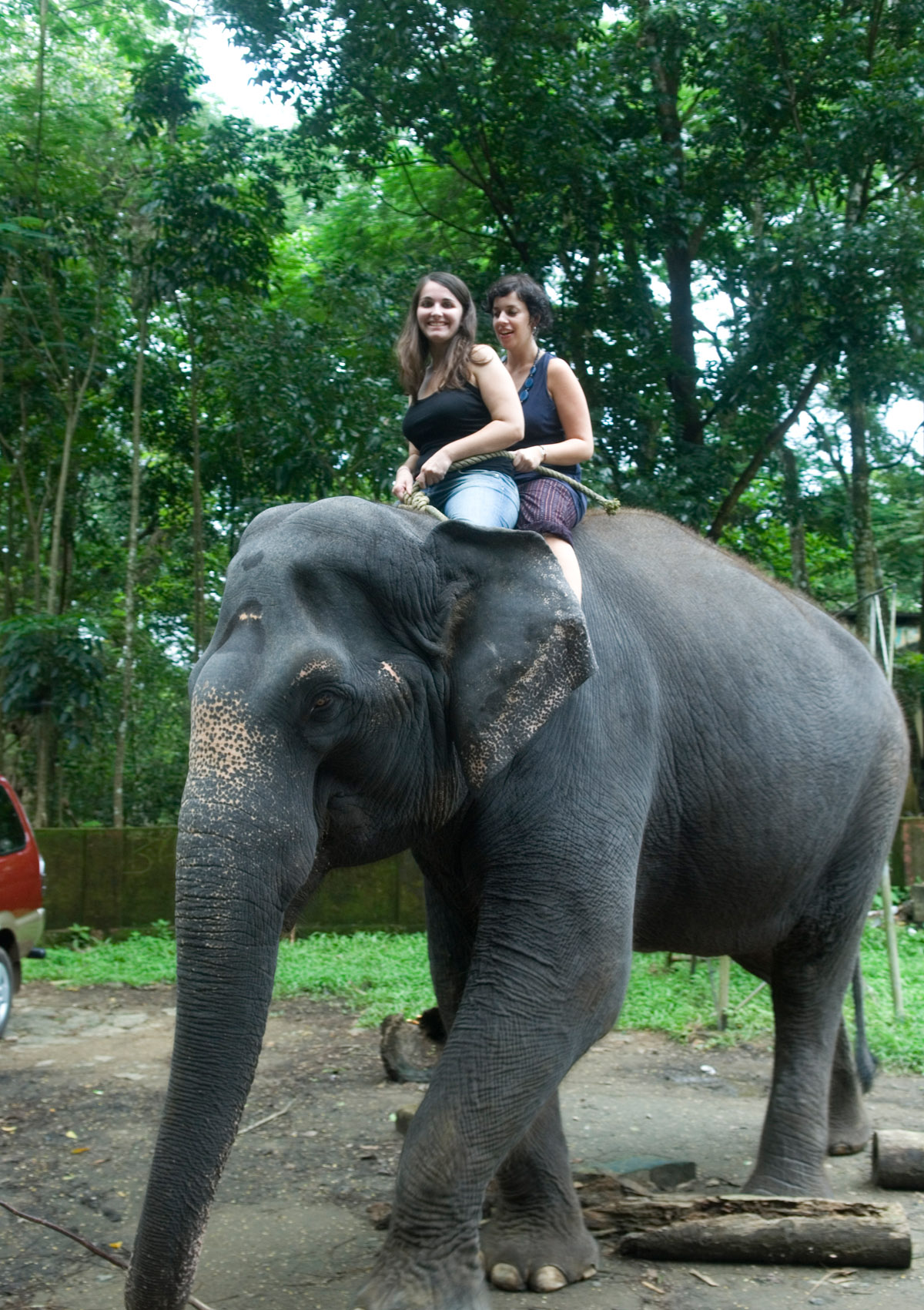 kodanad elephant camp