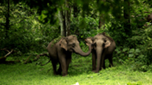 Kerala Wildlife