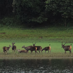 Munnar tea gardens and Thekkady Periyar boat safari Kerala honeymoon HM-15