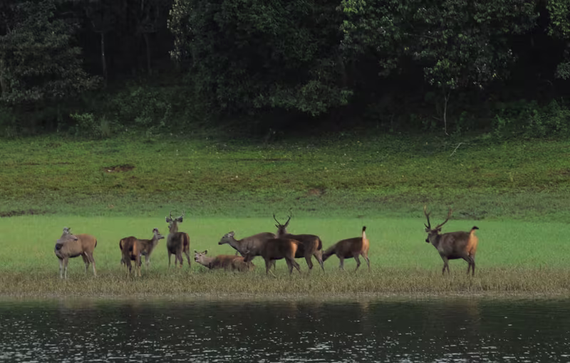 Green Forest Resort Thekkady jungle cottage luxury wilderness Kerala honeymoon HM-15
