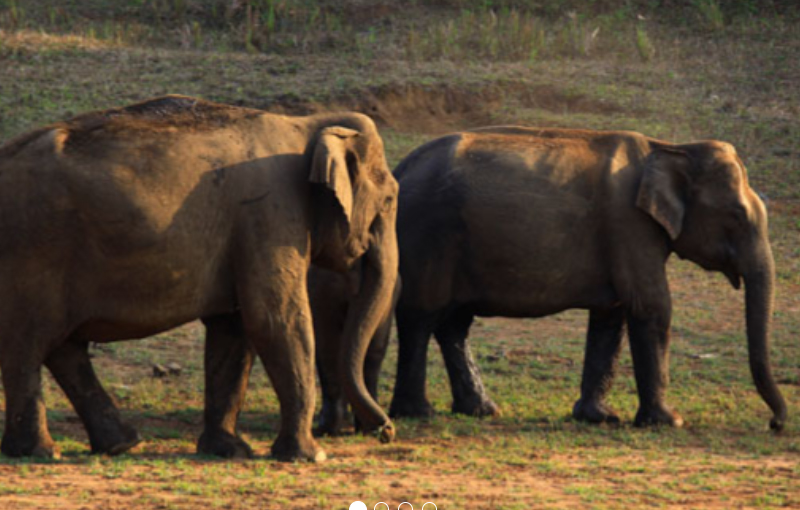 thekkady periyar sanctuary wildlife