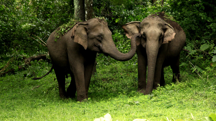wayanad, kerala travel packages