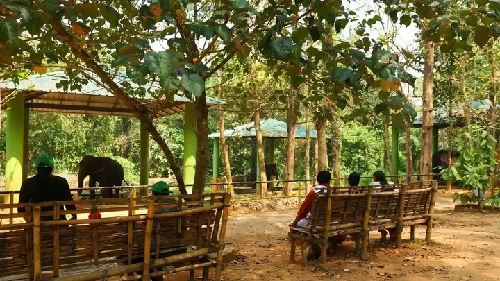 kodanad elephant training centre