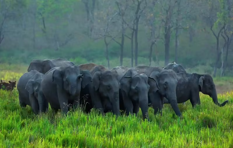 thekkady elephant safari kerala honeymoon wildlife experience periyar forest