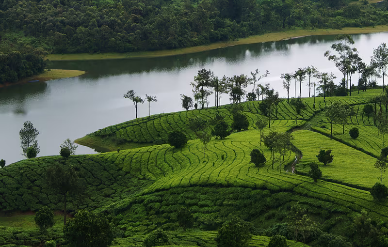 luxury Munnar honeymoon Kerala premium resort hills tea gardens romantic travel